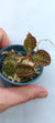 ORQUIDEA ANOECTOCHILUS BURMANICUS