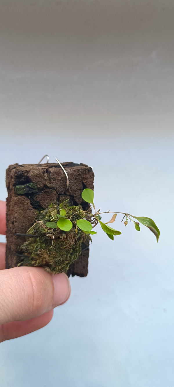 ORQUIDEA Lepanthes teretipetala