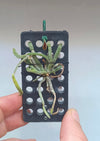 ORQUIDEA CHILOS CHISTA EXUPEREI