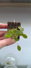 LEPANTHES TORTUOSA