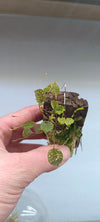 LEPPANTHES VOLADOR