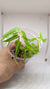 BEGONIA PTERIFORMIS "GREEN"