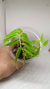 BEGONIA PTERIFORMIS "GREEN"