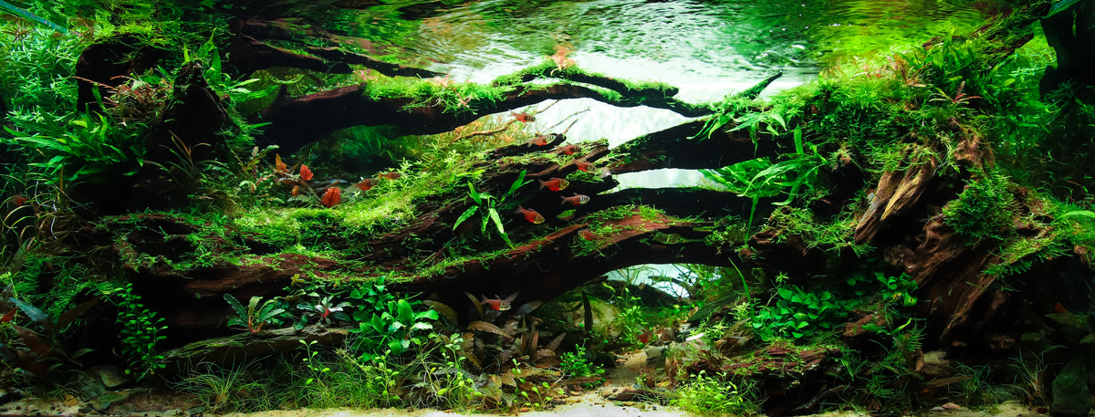 Acuario plantado de Alejandro Ríos