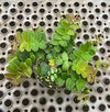 MARCGRAVIA RECTIFLORA