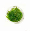 TAXIPHYLLUM SPIKY MOOSS IN VITRO