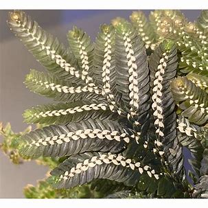 SELAGINELLA PICTA