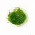 TAXIPHYLLUM SPIKY MOOSS IN VITRO