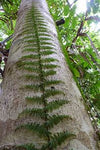 HELECHO TERATOPHYLLUM ROTUNDIFOLIUM
