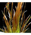 VALLISNERIA SP. RUBRA