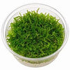 VERSICULARIA MONTAGNEI "CHRITMAS" IN VIRO