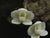 ORQUIDEA CHILOS CHISTA EXUPEREI