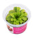PINGUICULA - CHERRY BLOSSON