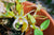 DIPLOCAULOBIUM CHYSOTROPIS