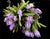Orquidea Leptotes unicolor