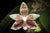 Orquidea Phalaenopsis inscriptiosinensis