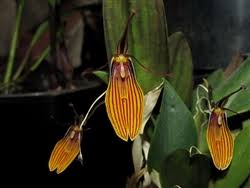 Orqidea Restrepia striata