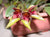Orquidea Bulbophyllum pigtungense