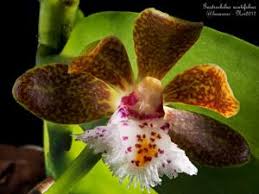 Orquidea Gastrochilus obliquus x acutifolius