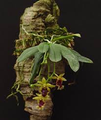 Orquidea Haraella retrocalla