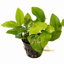 ANUBIAS NANA GOLDEN