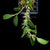 BULBOPHYLLUM CLANDESTINUM