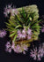 MACROCLINIUM MANABINUM