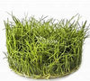 ELEOCHARIS SP. MINIMA