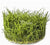 ELEOCHARIS SP. MINIMA
