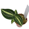 Orquidea Anoectochillus siamensis