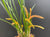 Orquidea Dendrochillum wenzellii 'Copper'