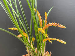 Orquidea Dendrochillum wenzellii 'Copper'