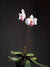Orquidea Paphiopedilium delenantii