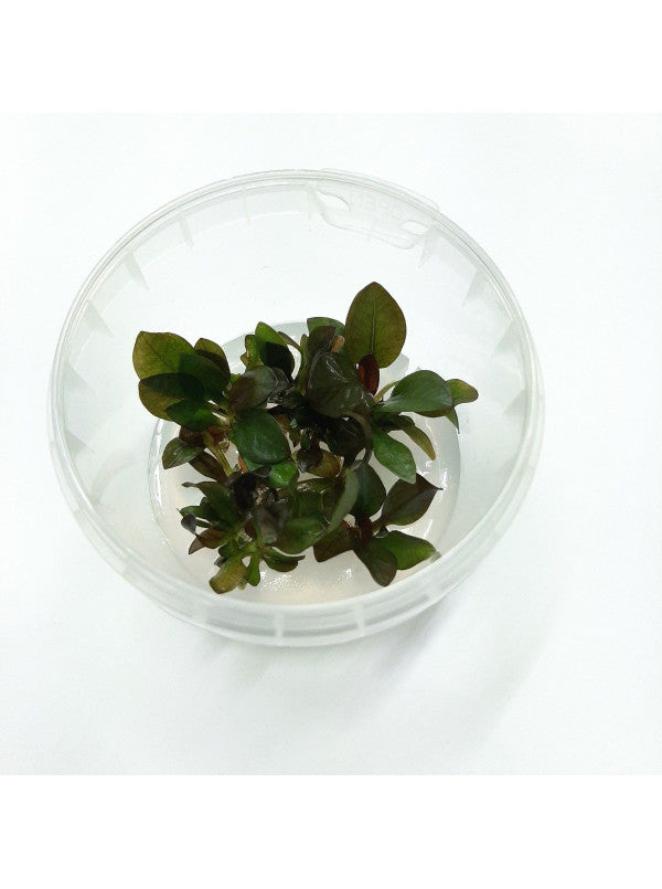 Echinodorus remi in vitro