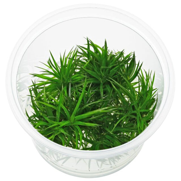 ERIOCAULON SP POLARIS