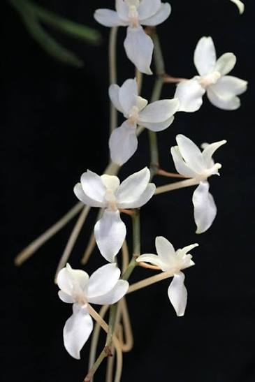 Orquidea Aerangis macrocentra