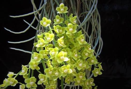 Orquidea Chiloschista parishii ¨green ¨