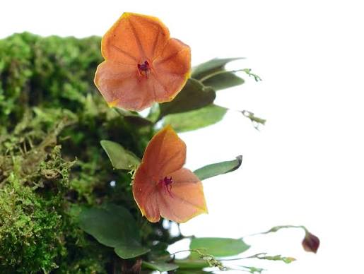 Orquidea Lepanthes telepogoniflora