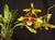 Orquidea Rossioglossum insleayi