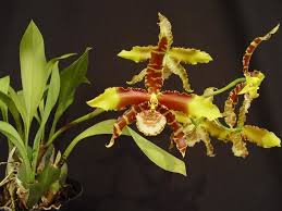 Orquidea Rossioglossum insleayi