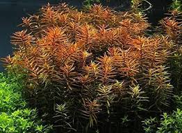 Ludwigia acuata