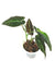 SYNGONIUM RAYI