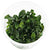 BUCEPHALANDRA SP CATHERINE IN VITRO