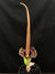 Amorphophalus konjac