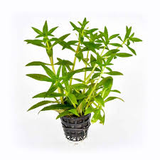 Limnophila Aromática