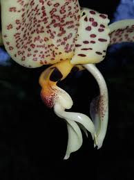 Orquidea Stanhopea dodsoniana