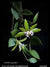 Orquidea Dockrillia pugioniformis