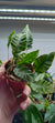 Helecho Humata heterophylla