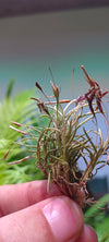 Tillandsia capillaris (Typ 2, mini)