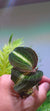 Orquidea Anoectochilus leyli